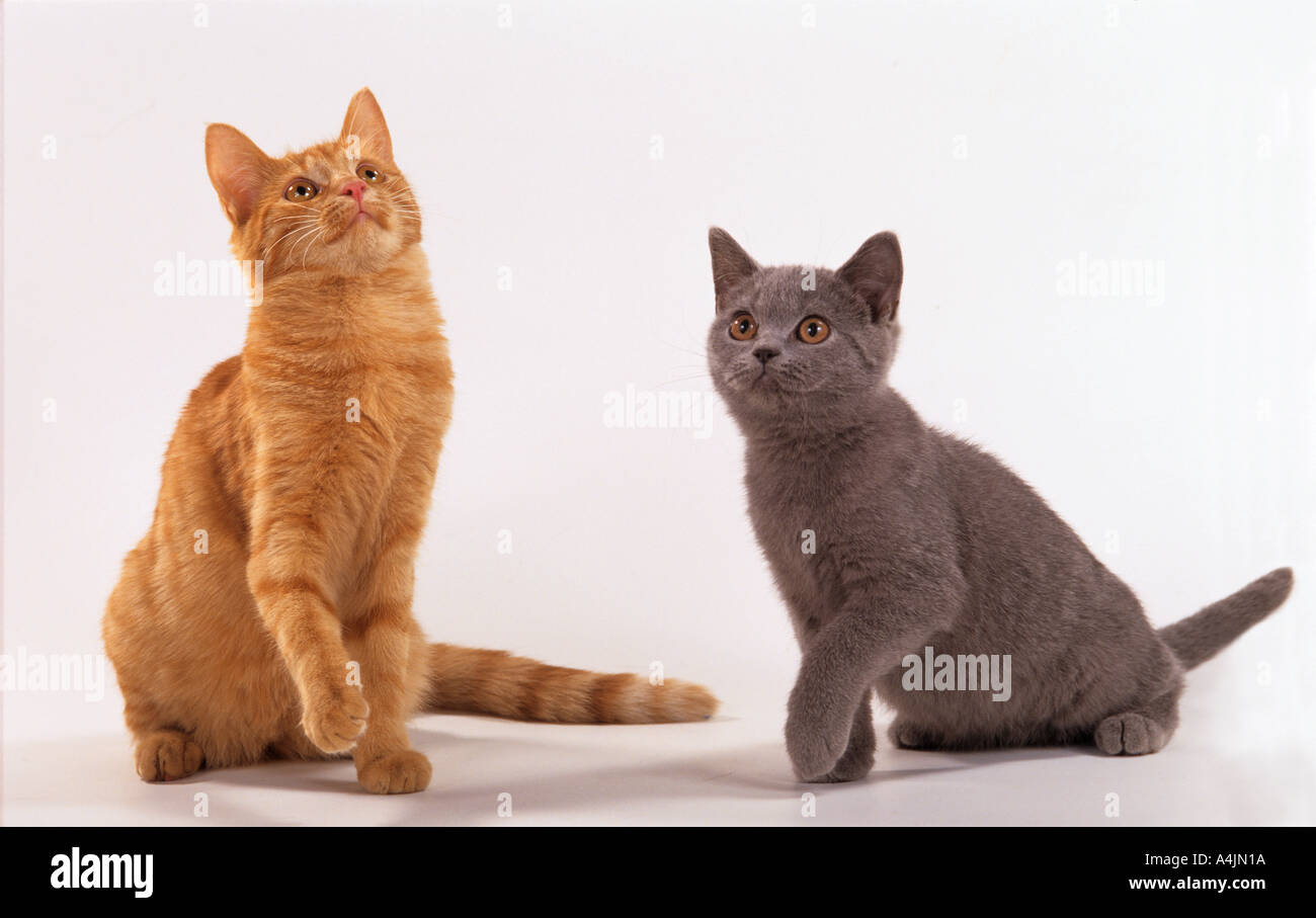 Deux jeunes European Shorthair - assis - cut out Banque D'Images