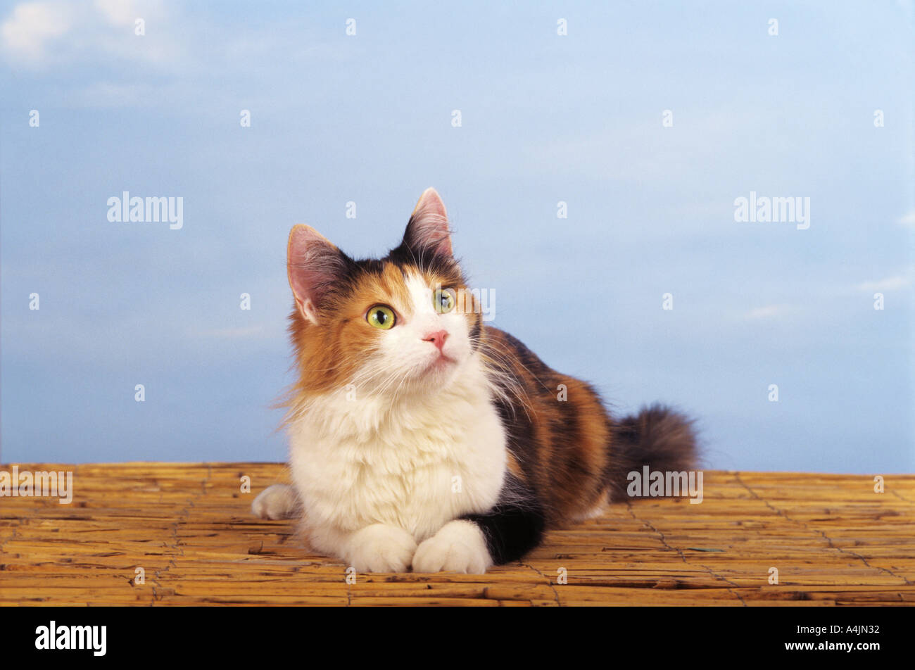 Chat Angora Turc - couché - Freisteller Banque D'Images