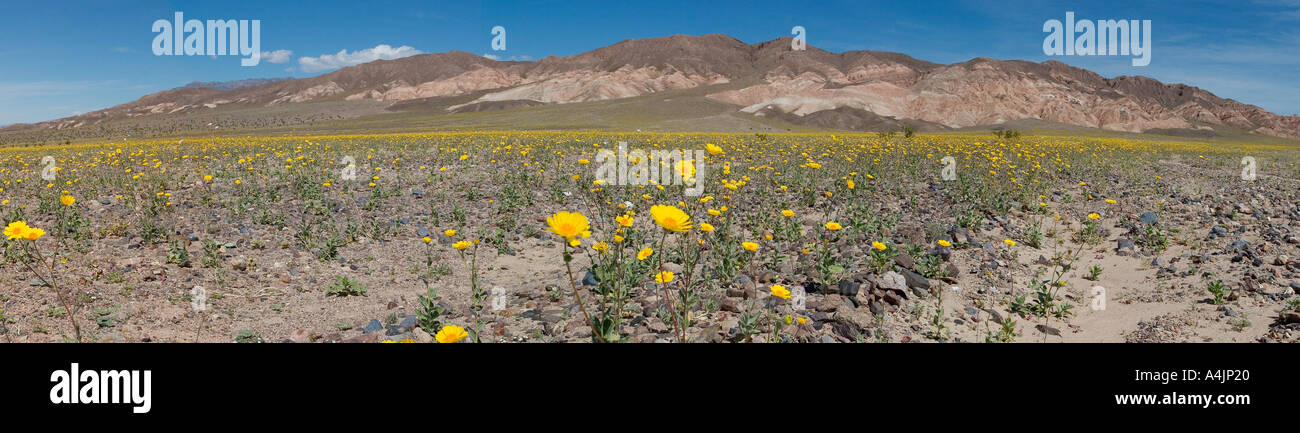 La vallée de la Mort Death Valley wildflowers pano Banque D'Images