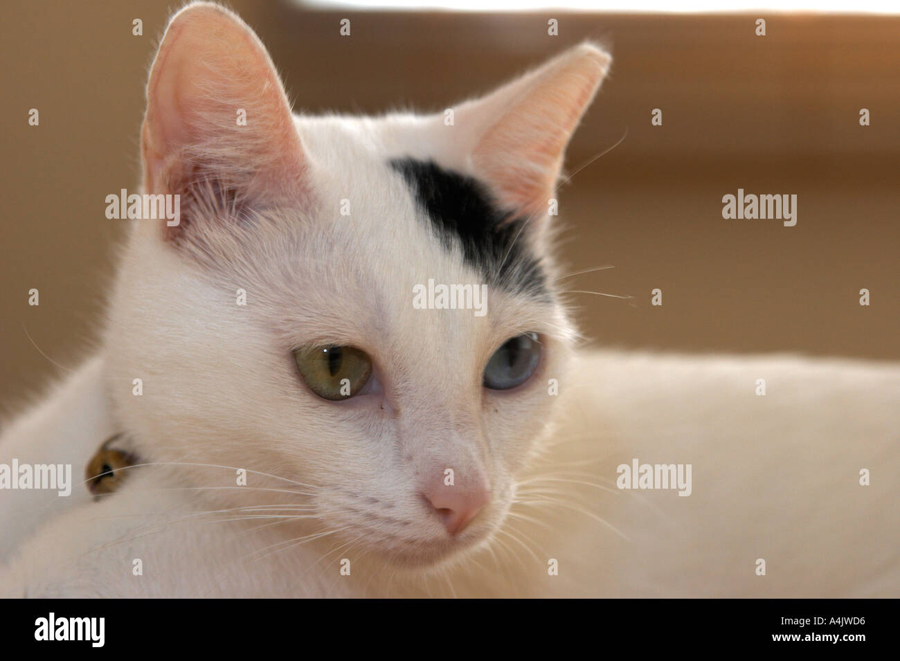 Une rareté génétique deux différentes couleurs des yeux Photo Stock - Alamy