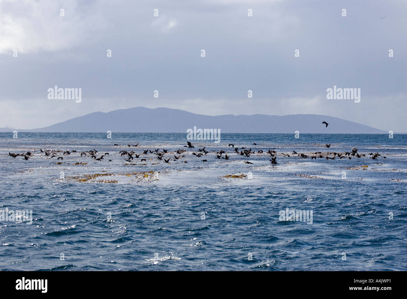 Très grand Cormoran Phalacrocorax atriceps albiventer survolant la mer dans les Malouines Banque D'Images