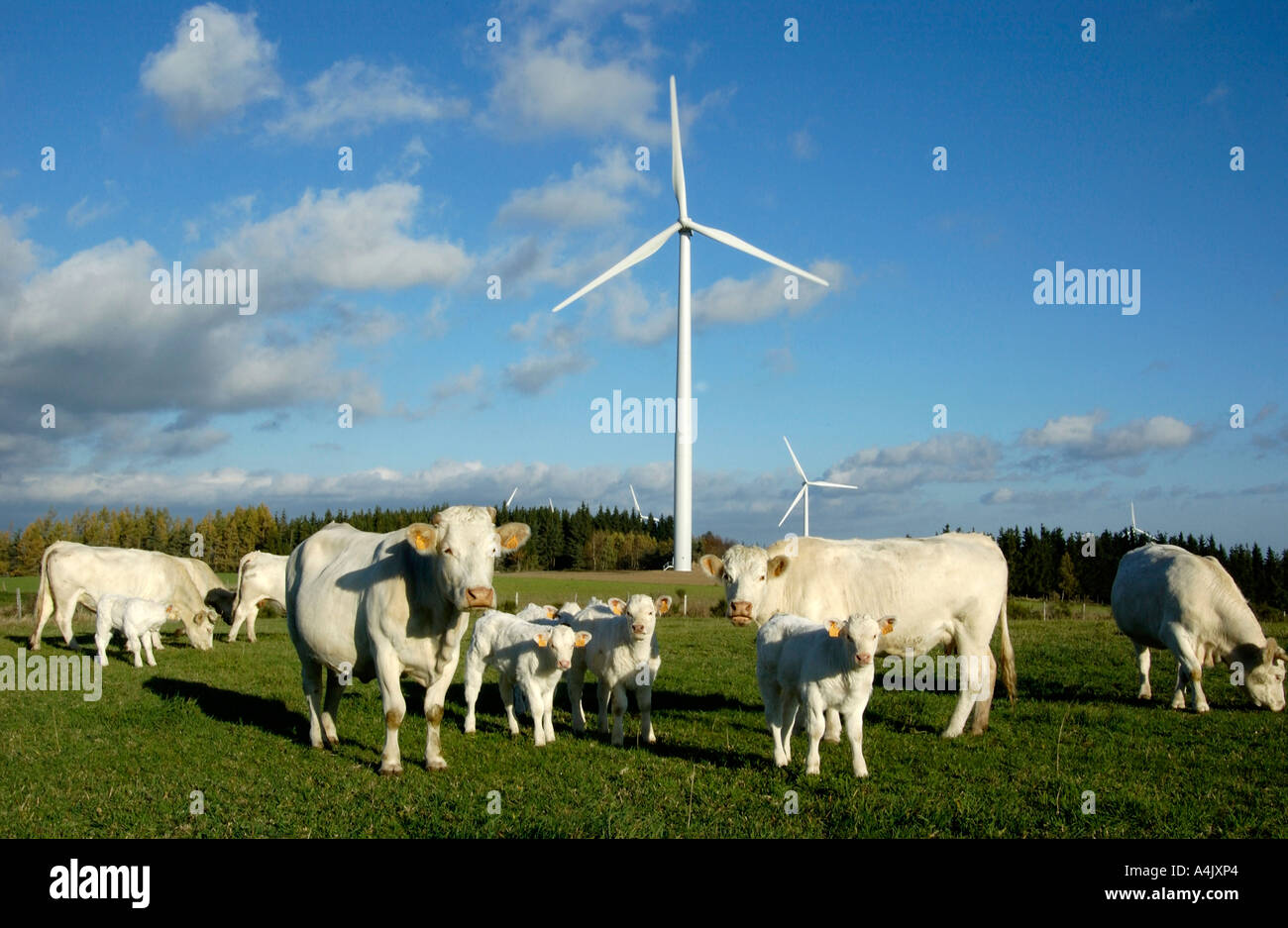 Éoliennes dans une vaches dans un champ dans la Haute Loire. L'Auvergne. France Banque D'Images