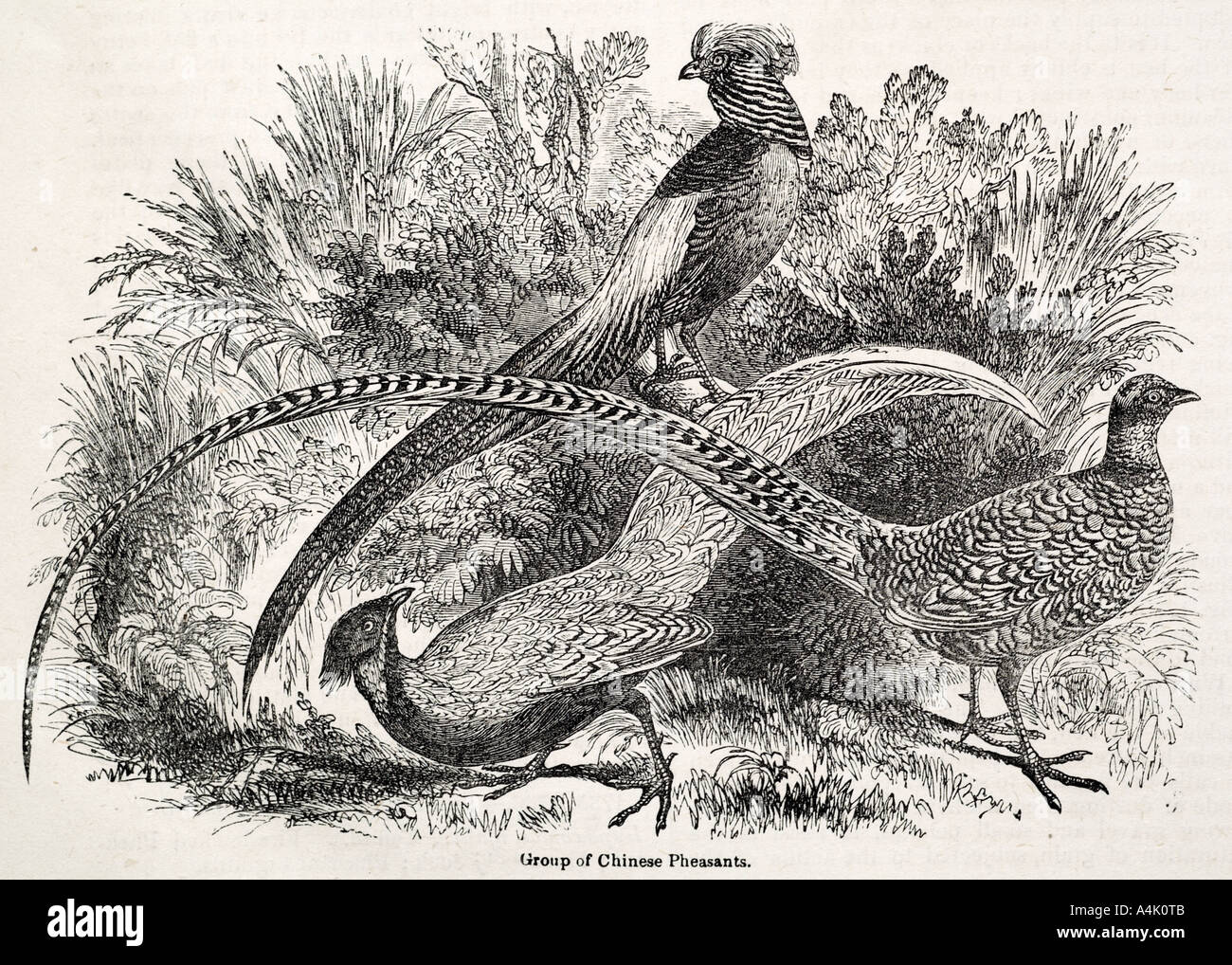 Jeu de faisans perdrix faisan chinois terrain sport shoot hunt raptor ponte aviaire plume d'oiseau mouche aile feed beak peck cl Banque D'Images