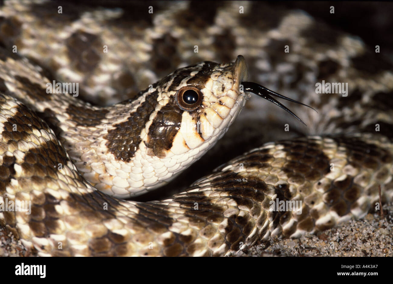 Western Hognose Snake Banque De Photographies Et D Images A Haute Resolution Alamy