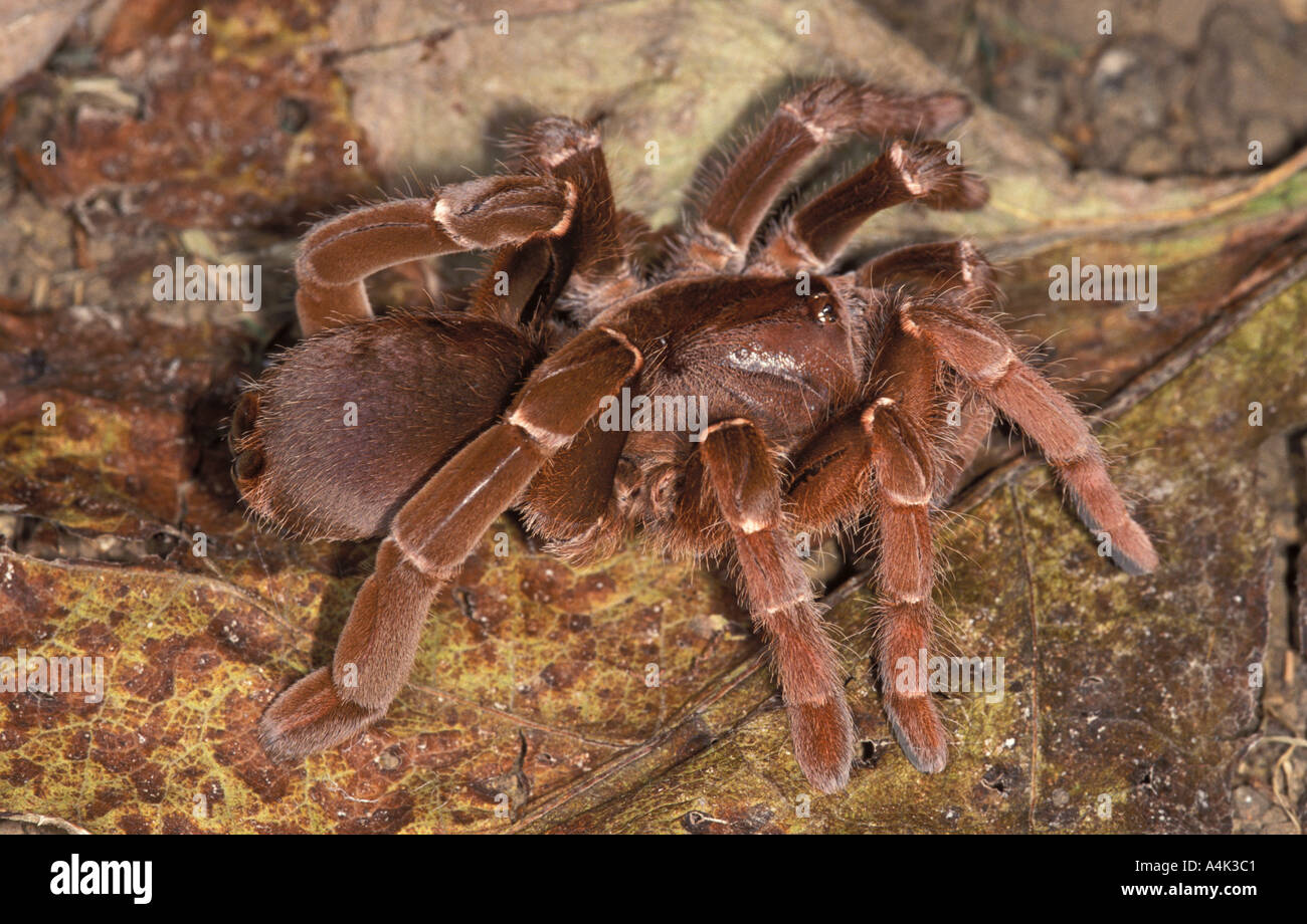 King Baboon Tarantula trouvés au Kenya Banque D'Images
