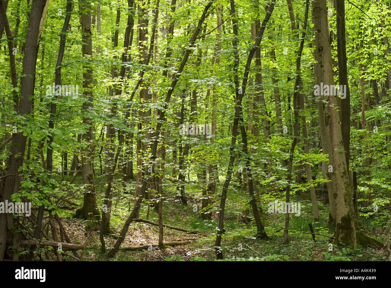 Forêt alluviale près de Munich Allemagne Banque D'Images