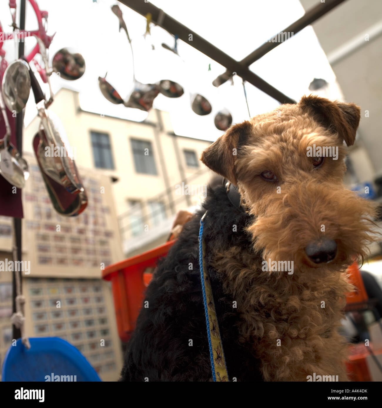 Mascotte chien Marché de Portobello Road Banque D'Images