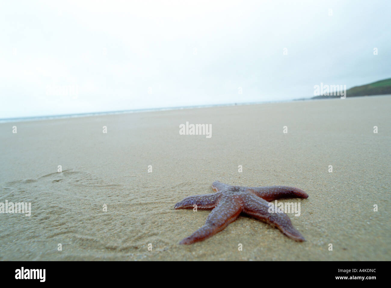 Étoile de mer sur la plage Banque D'Images