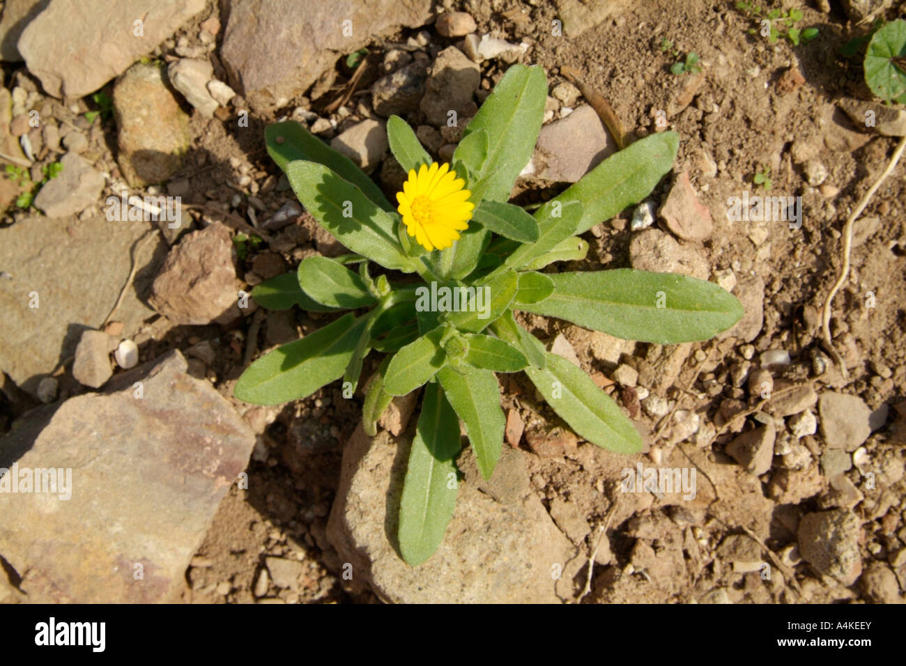 La lutte contre les mauvaises herbes en fleur jaune avec un sol sec Banque D'Images