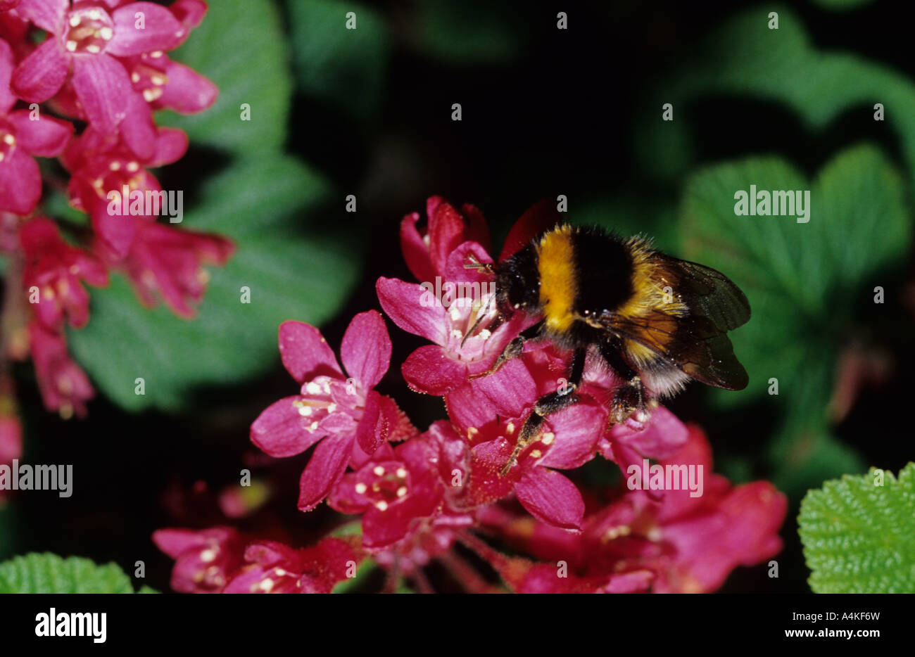 Buff-queue de bourdons (Bombus terrestris) au Royaume-Uni Banque D'Images