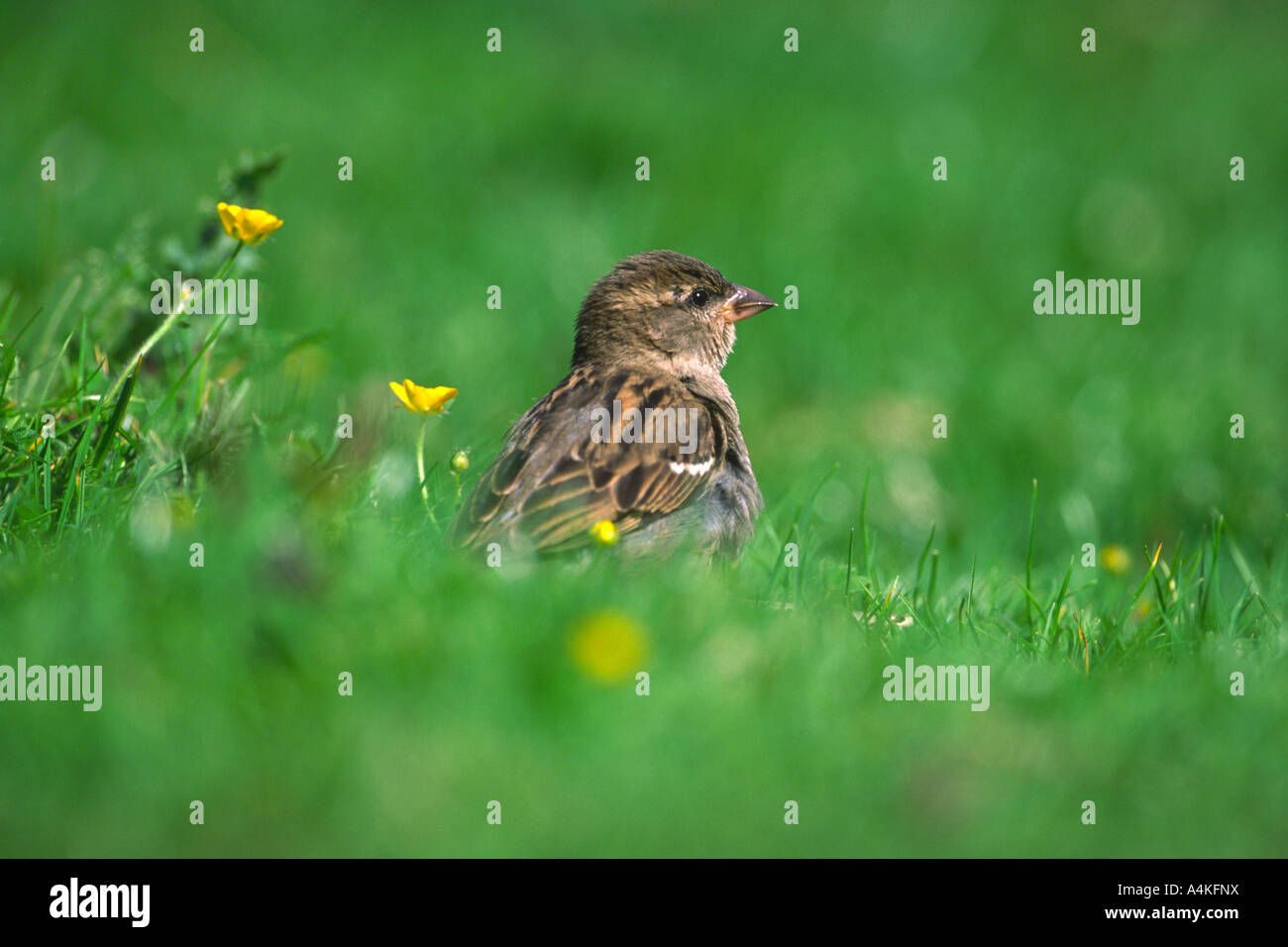 Moineau domestique Passer domesticus parmi l'herbe et renoncules par un beau jour Banque D'Images