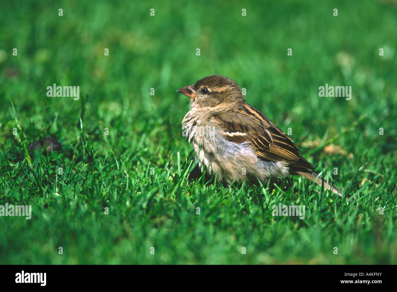 Moineau domestique Passer domesticus sur l'herbe avec des plumes ébouriffées en plein soleil Banque D'Images