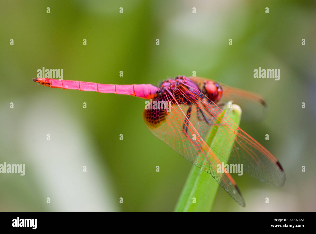 Dragonfly crocothemis servilia servilia photographié en Malaisie Banque D'Images