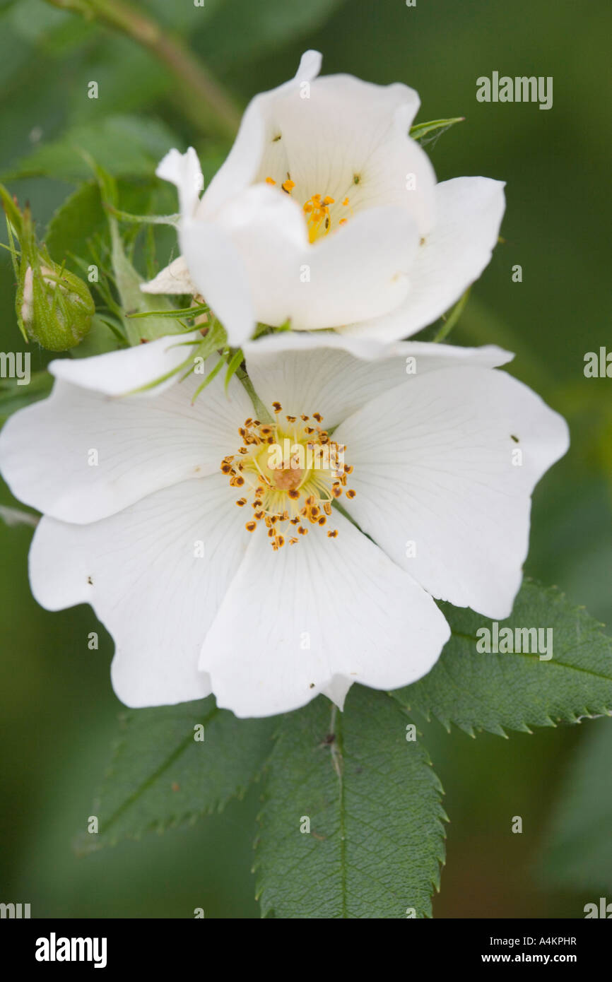 Fleur blanche de Dog Rose. Rosa Canina. Cynorhodon Banque D'Images