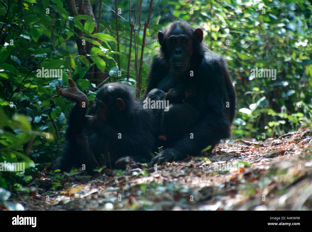 Le chimpanzé est double femelle bébés et jeunes enfant Pan troglodytes schweinfurthii Parc National de Gombe en Tanzanie Banque D'Images