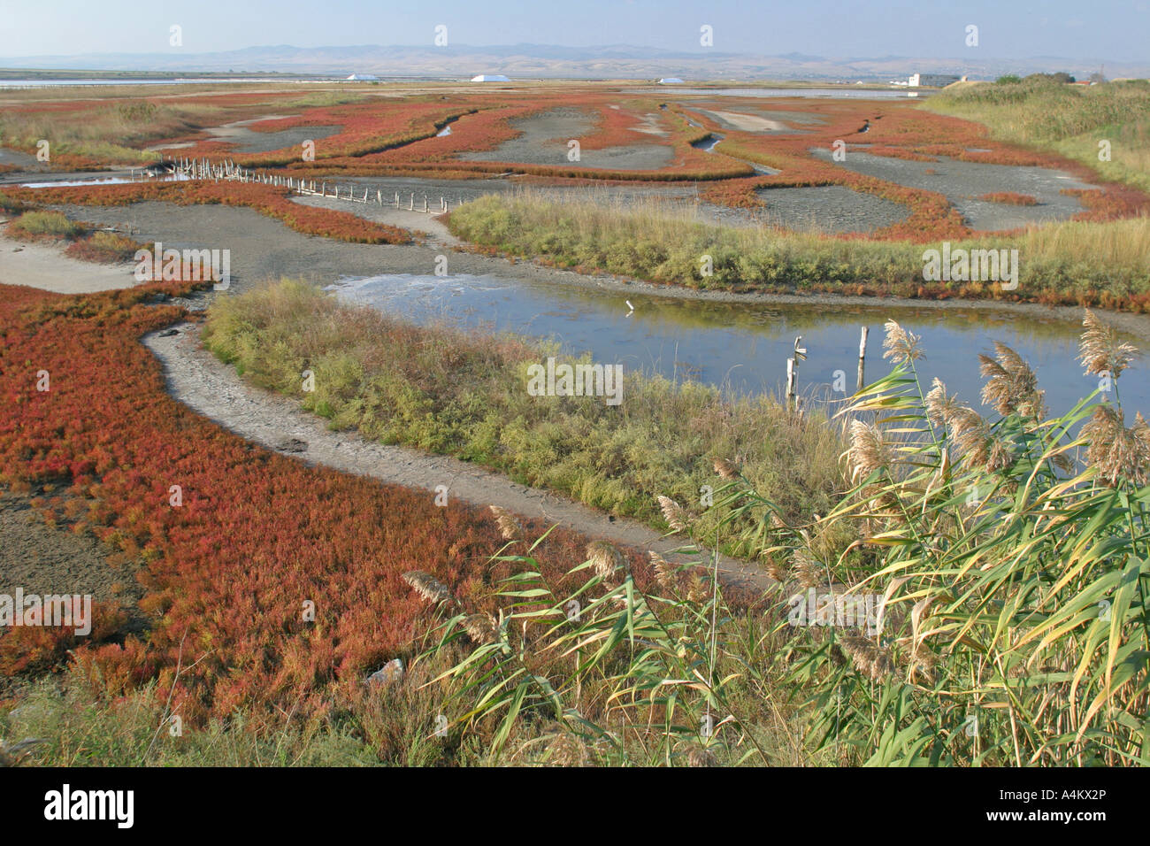 Lke Atanasovsko plantes avec du sel à l'automne, Bulgas, Bulgarie Banque D'Images