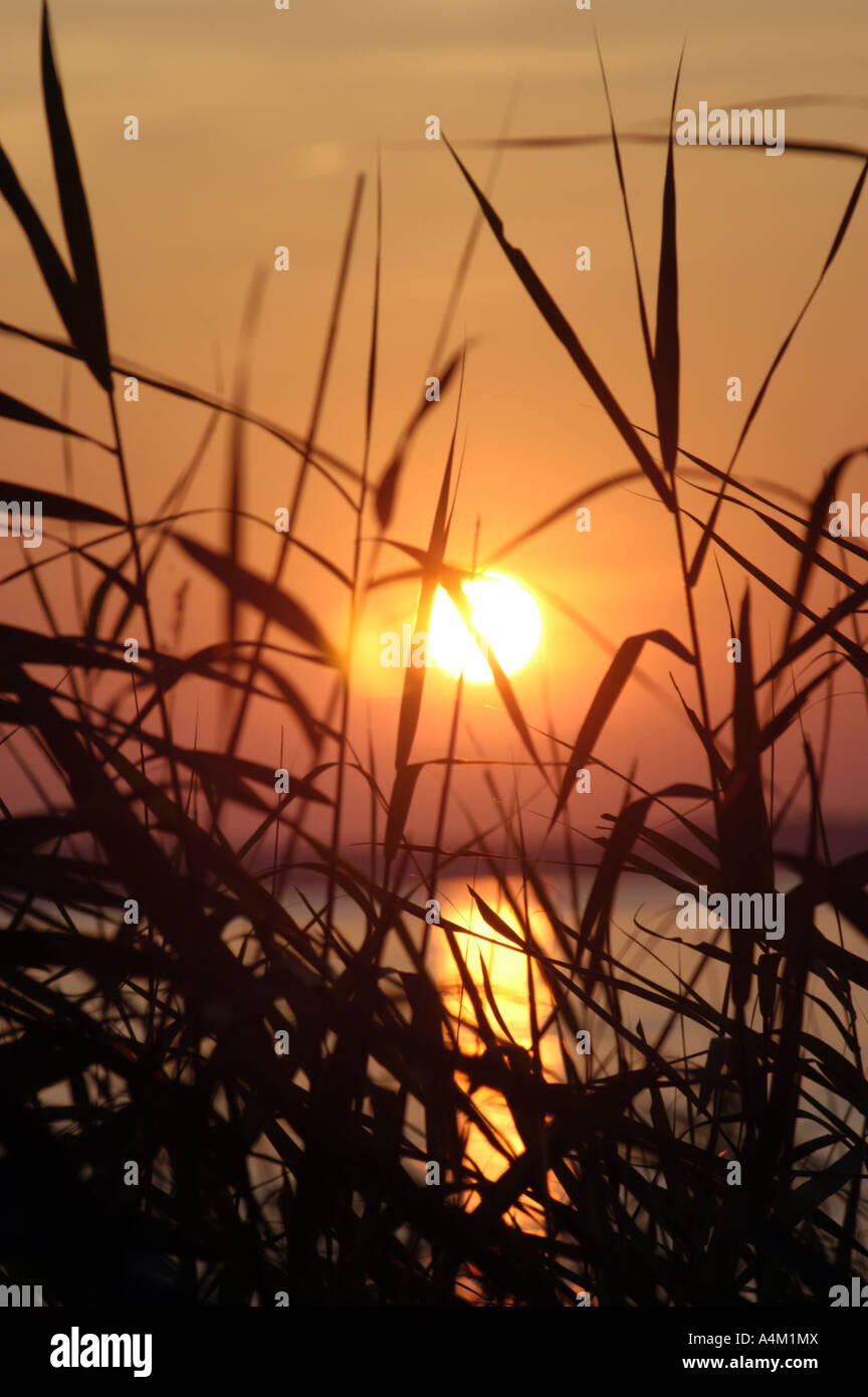 Au coucher du soleil d'herbes de marais de la baie de Chesapeake Banque D'Images