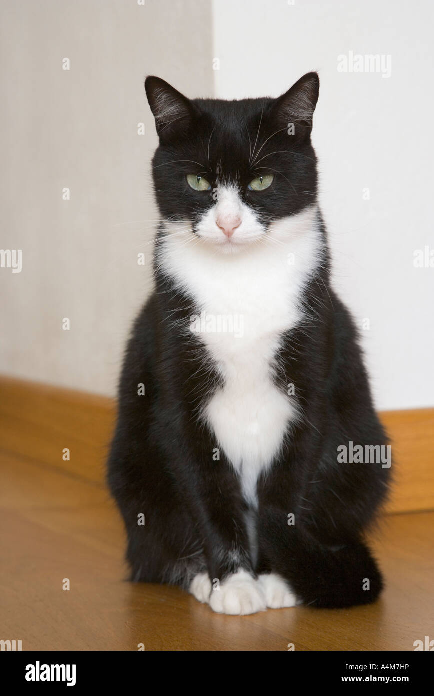 Chat noir et blanc Banque D'Images