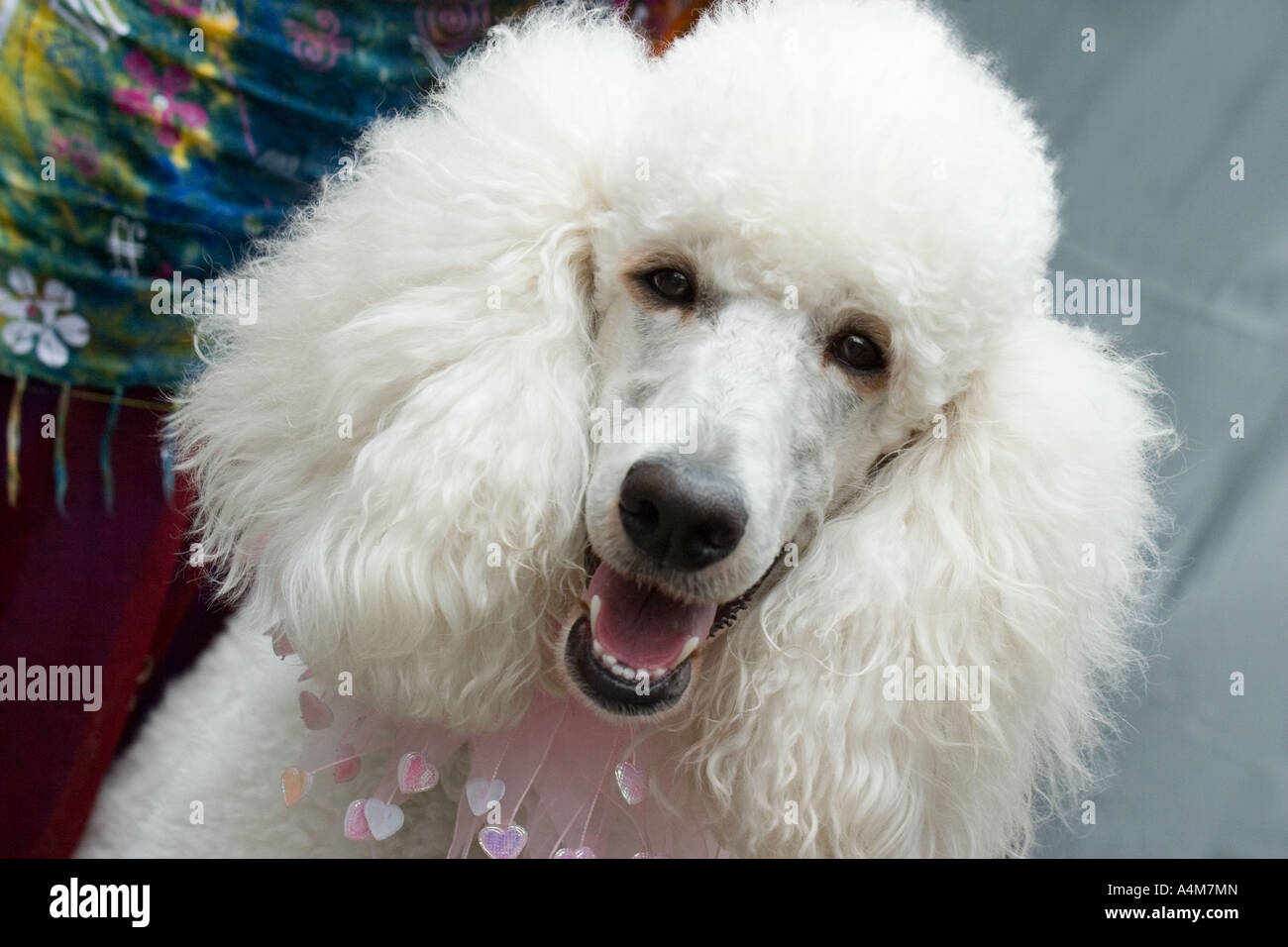 Portrait d'un beau blanc caniche royal portant un collier rose Banque D'Images