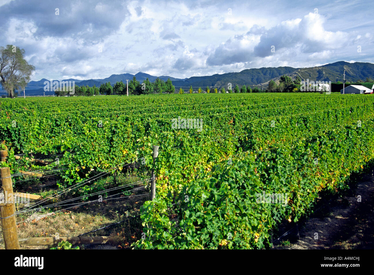 Vignobles de la Cloudy Bay estate dans la région de Marlborough, île du sud de la Nouvelle-Zélande. Banque D'Images