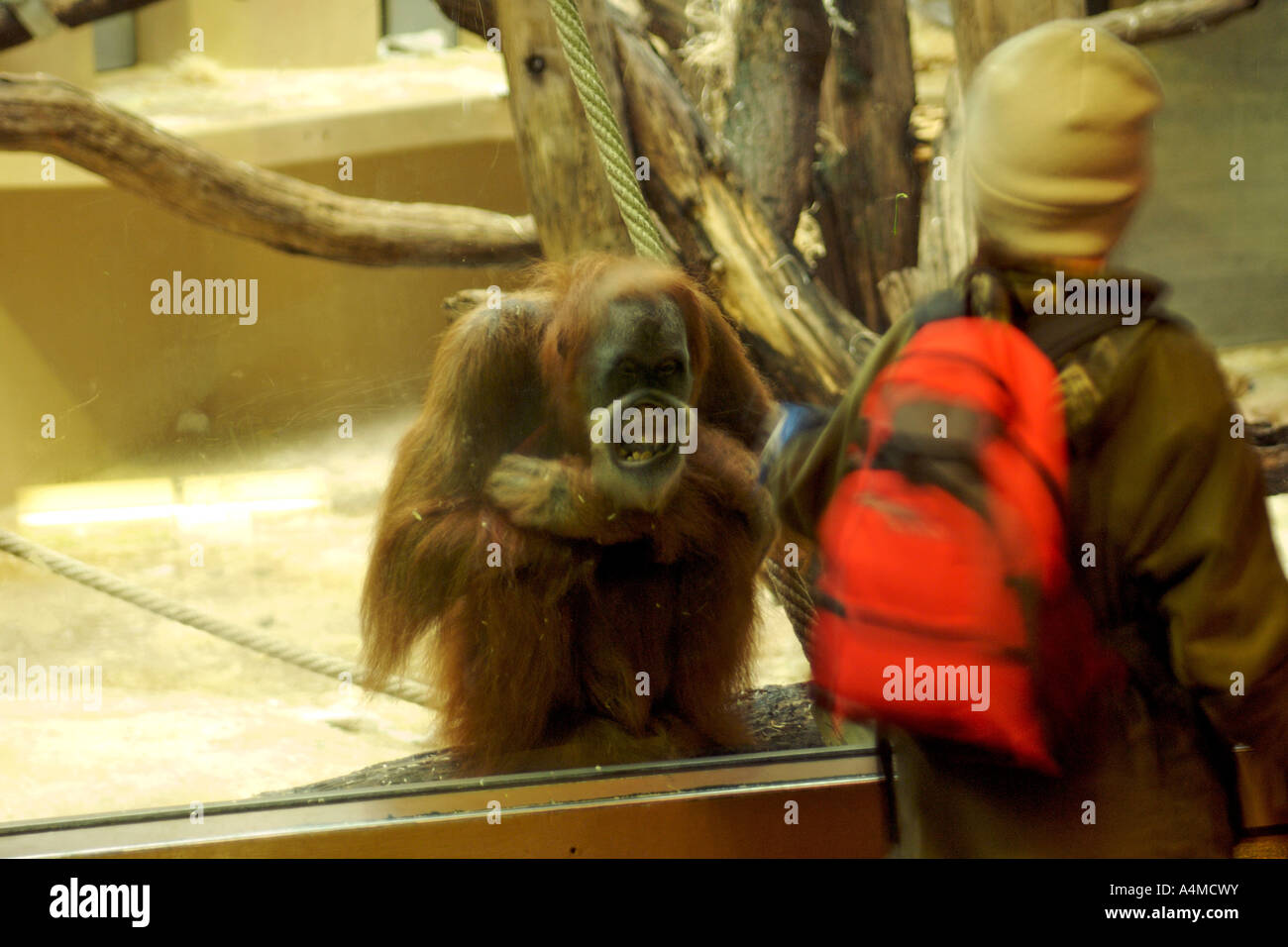Le boîtier de l'orang-outan du zoo de Zurich. Banque D'Images