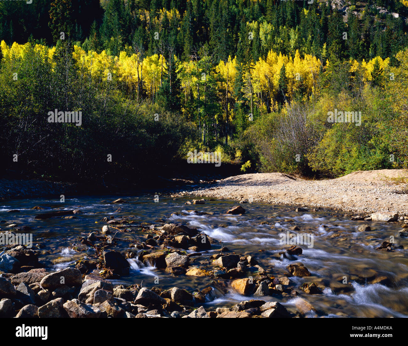 Aspens automne le long du ruisseau Cottonwood San Isabel National Forest Banque D'Images
