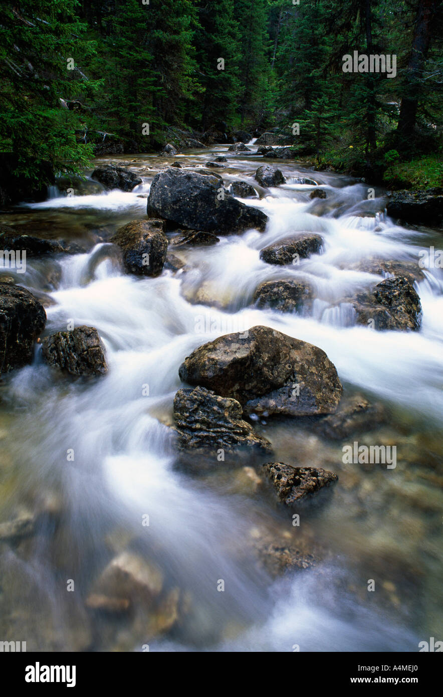 Se déplacer dans l'eau du ruisseau de la forêt Banque D'Images