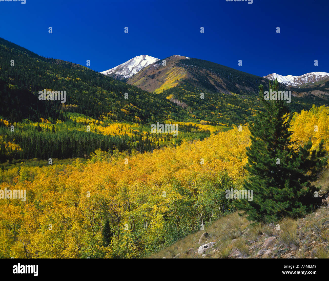 Aspen Trees in autumn color Rocheuses San Isabel National Forest Banque D'Images