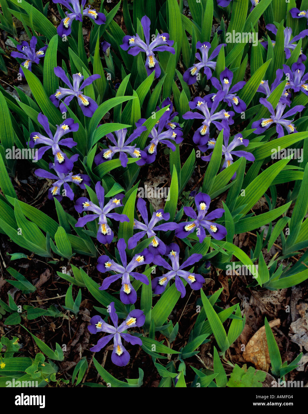 Dwarf crested iris fleurs sauvages Banque D'Images