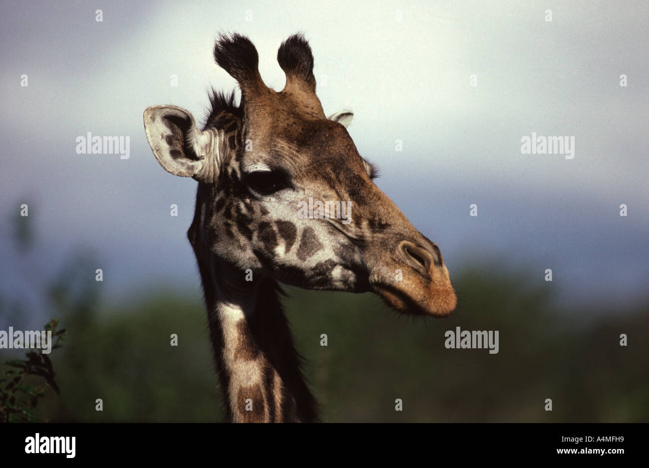Girafe Giraffa camelopardalis tippelskirchi-- fermer jusqu'à Arusha NP Tanzanie Banque D'Images