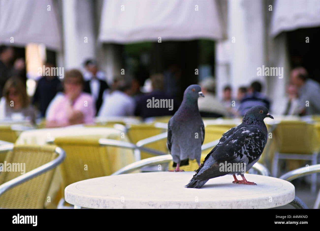 Italie Venise Pigeons sur une table de café sur la Piazza San Marco Banque D'Images