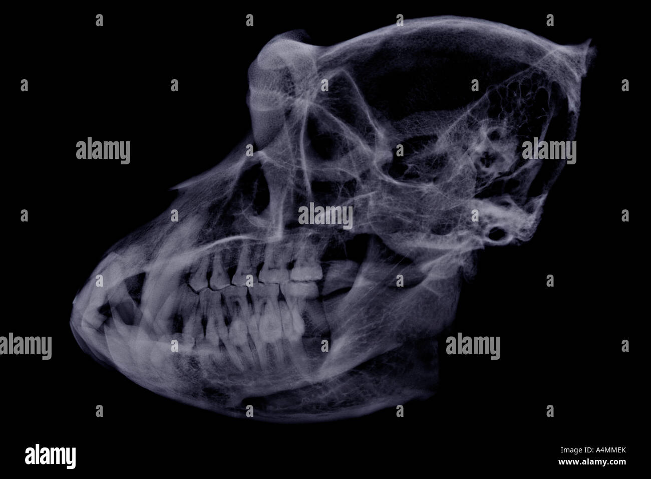 X-ray photo d'un crâne de macaques (Macaca fascicularis). Journée internationale d'un crâne de macaque (Macaca fascicularis). Banque D'Images
