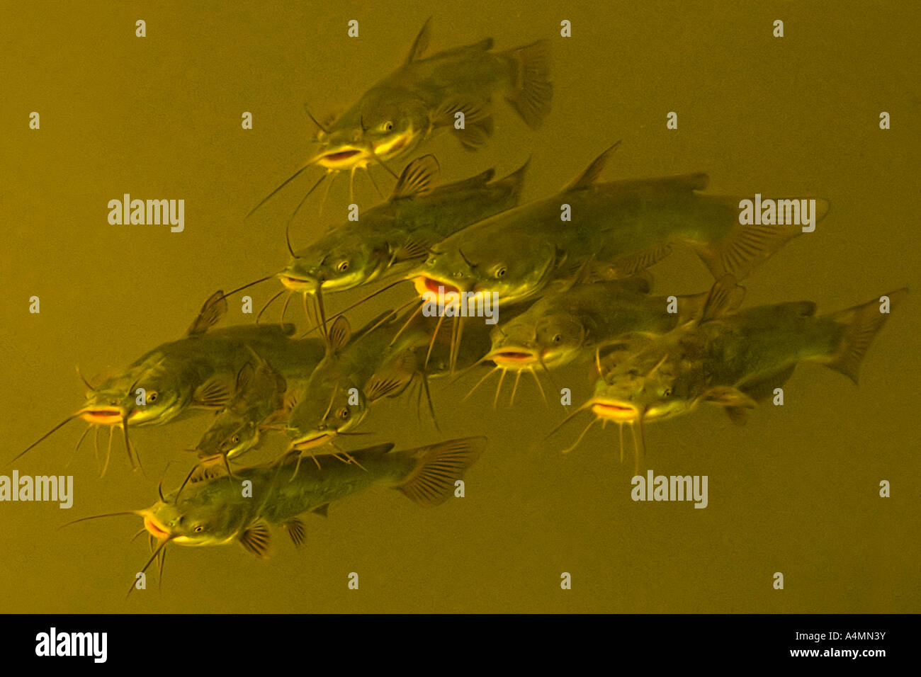 La natation dans l'eau pleine de poisson-chat (Ictalurus melas). La France. Poissons-chats (Ictalurus melas) nageant en pleine eau (France). Banque D'Images