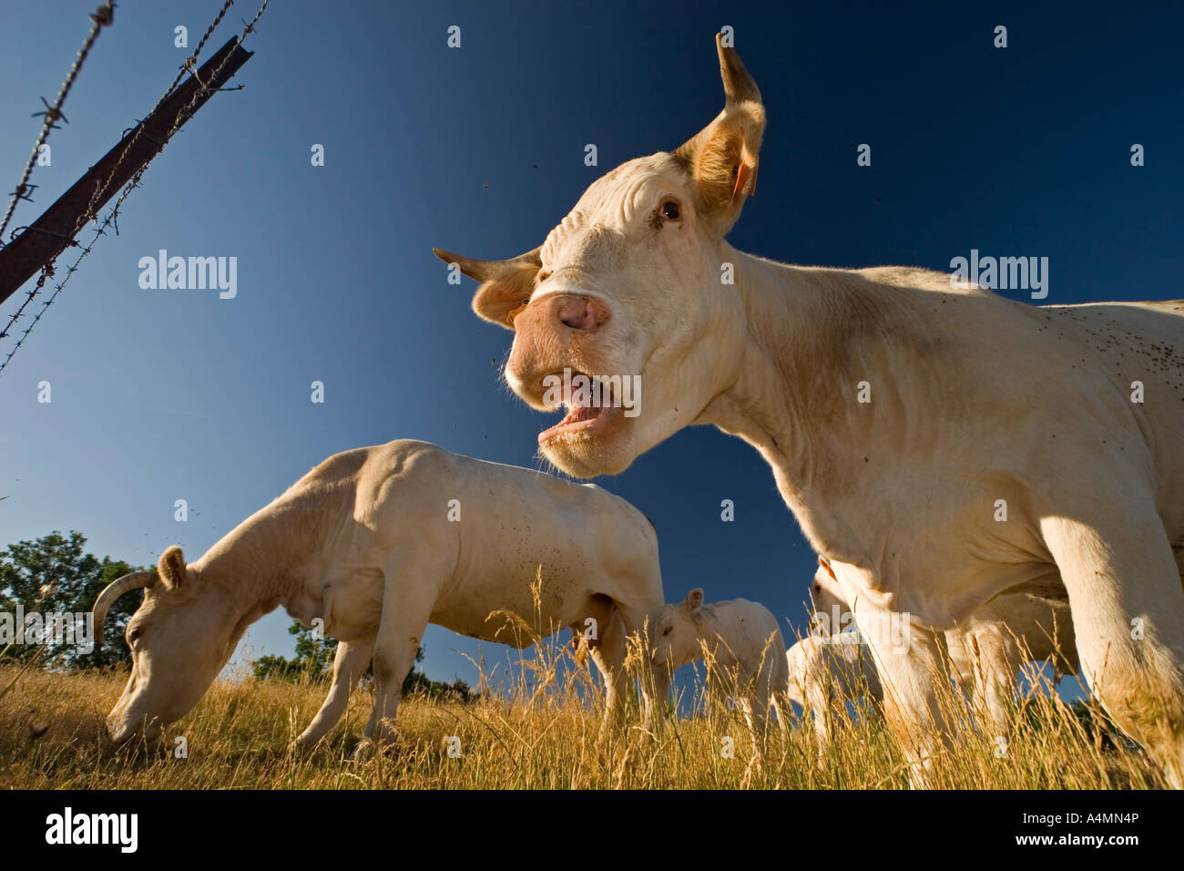 Vaches charolaises en Auvergne (France). Vaches (Bos taurus domesticus) de race Charolaise en Auvergne. Banque D'Images
