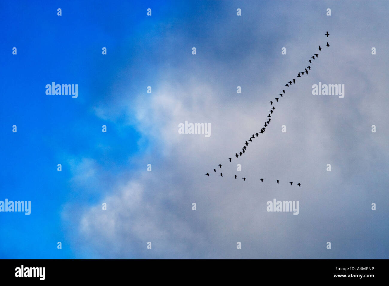 Une flying V-forme d'oiseaux migrateurs à l'automne, contre un ciel turbide. Banque D'Images