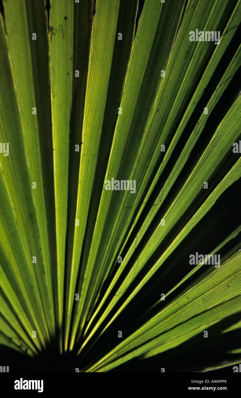 Maroc Marrakech Close up de feuilles de palmier Trachycarpus fortunei au Jardin Majorelle Banque D'Images