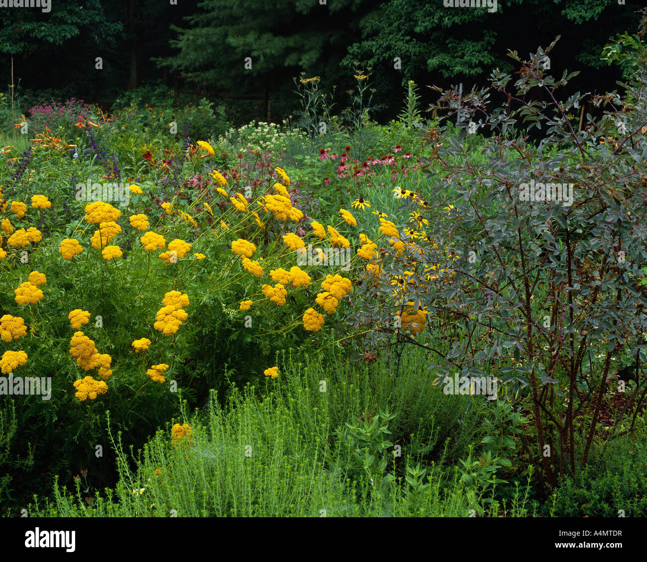 Or CORONATION ACHILLÉE (ACHILLEA FILIPENDULINA) ; rouge-FEUILLE ROSE (ROSA GLUCA) ;(SARRIETTE Satureja montana) /NEW YORK Banque D'Images