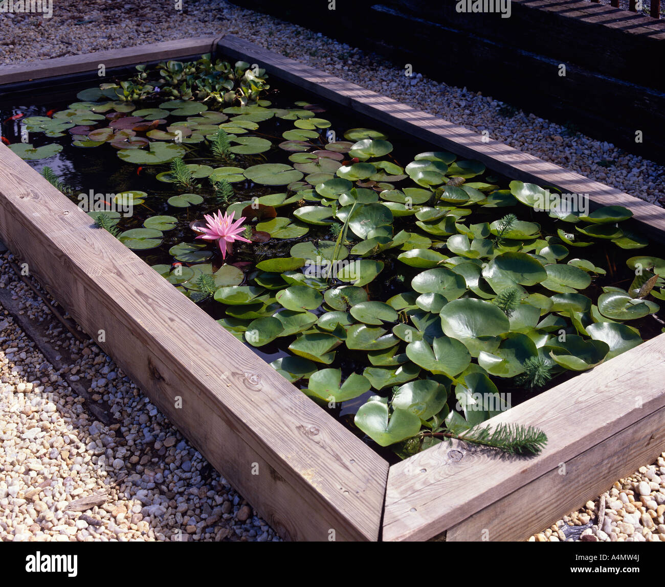 Jardin d'EAU AVEC NÉNUPHARS VAR : GRIS ROSE (NYMPHAEA SP.) / NEW YORK Banque D'Images