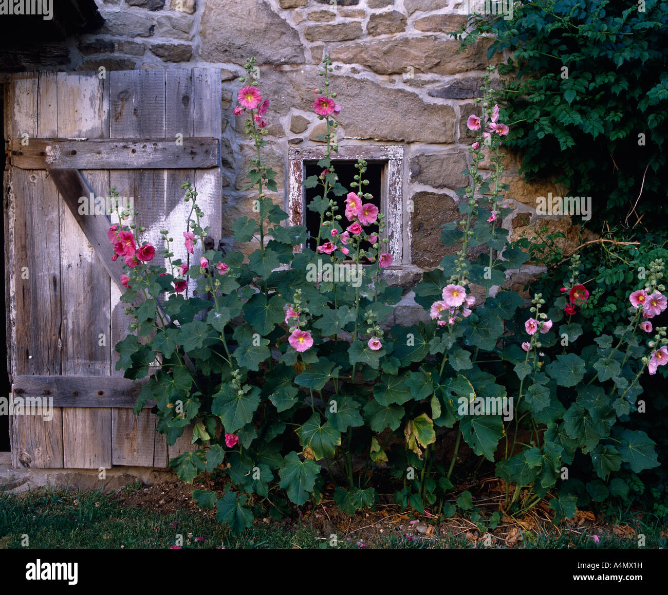 Porte dans ancienne grange en pierre de roses trémières (Alcea rosea) Banque D'Images