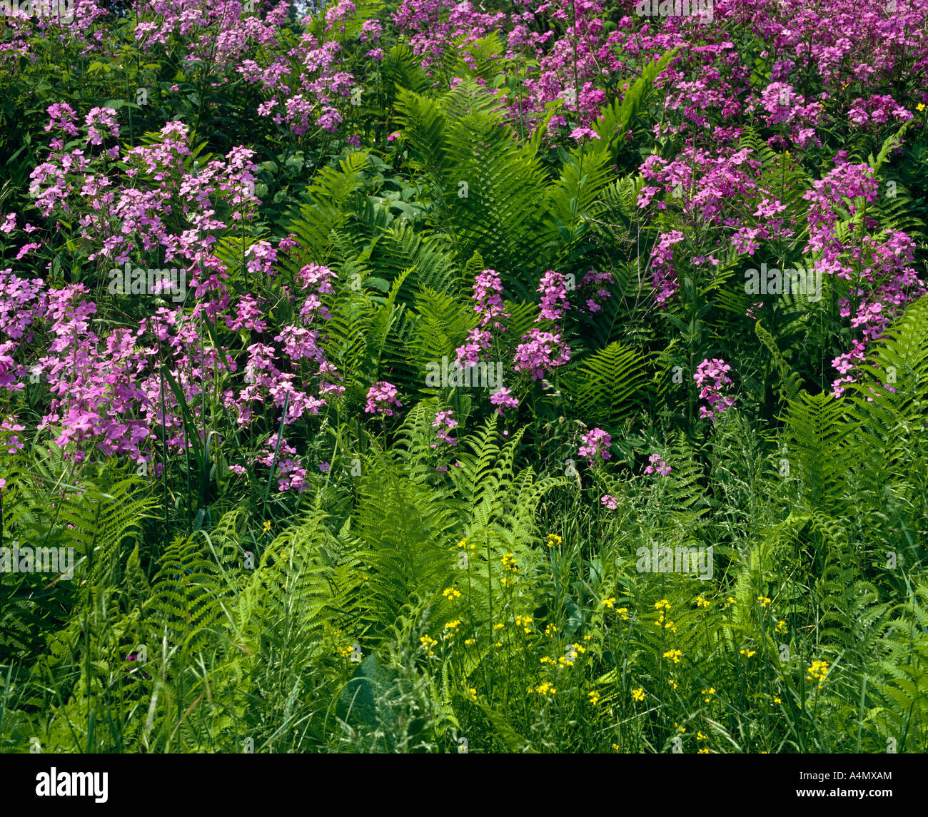 DAME'S ROCKET (Hesperis matronalis) de fougères et de renoncules (Ranunculus sp.) Banque D'Images