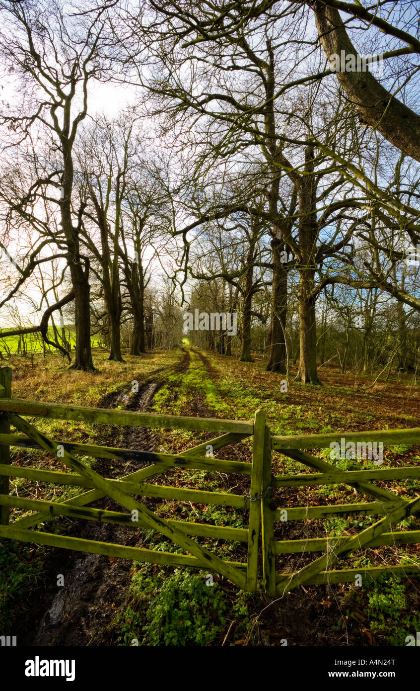 Un classique anglais, Muddy country lane avec porte cadenas et arbres d'hiver pris dans le hameau de Battlesden, Bedfordshire. Banque D'Images