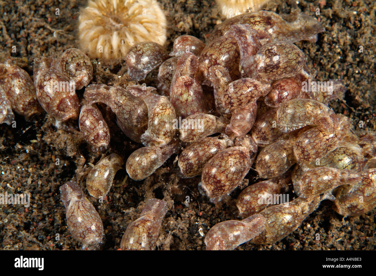 Nm0786 BULLE D'escargots Bulla vernicosa Agrégation d'accouplement de l'océan Pacifique Indo Indonésie Copyright Brandon Cole Banque D'Images