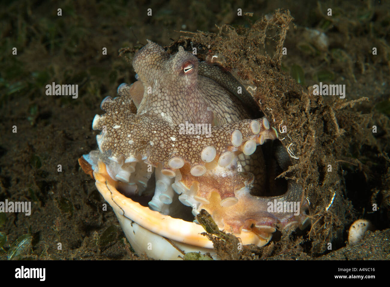 Nm1029 D'OCTOPUS Octopus marginatus veiné se cachant SOUS COQUE DE NOIX DE COCO de l'océan Pacifique Indo Indonésie Copyright Brandon Cole Banque D'Images