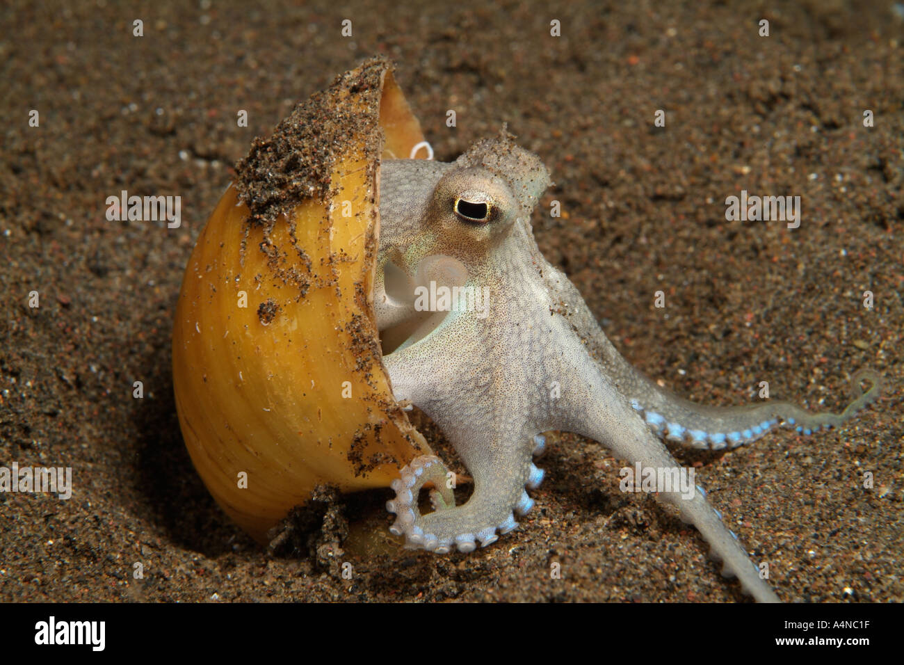 Nm1053 D'OCTOPUS Octopus marginatus veiné se cachant dans lune coquille d'ESCARGOT Indonésie Océan Indo-pacifique Copyright Brandon Cole Banque D'Images