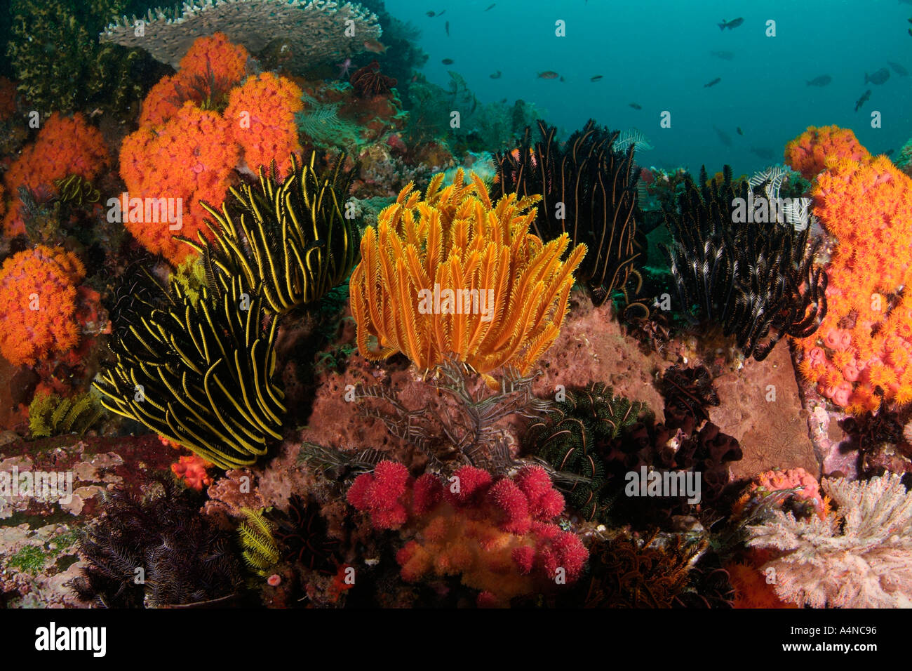 Nm0348 D crinoïdes sur les récifs coralliens de l'océan indo-pacifique Indonésie Copyright Brandon Cole Banque D'Images