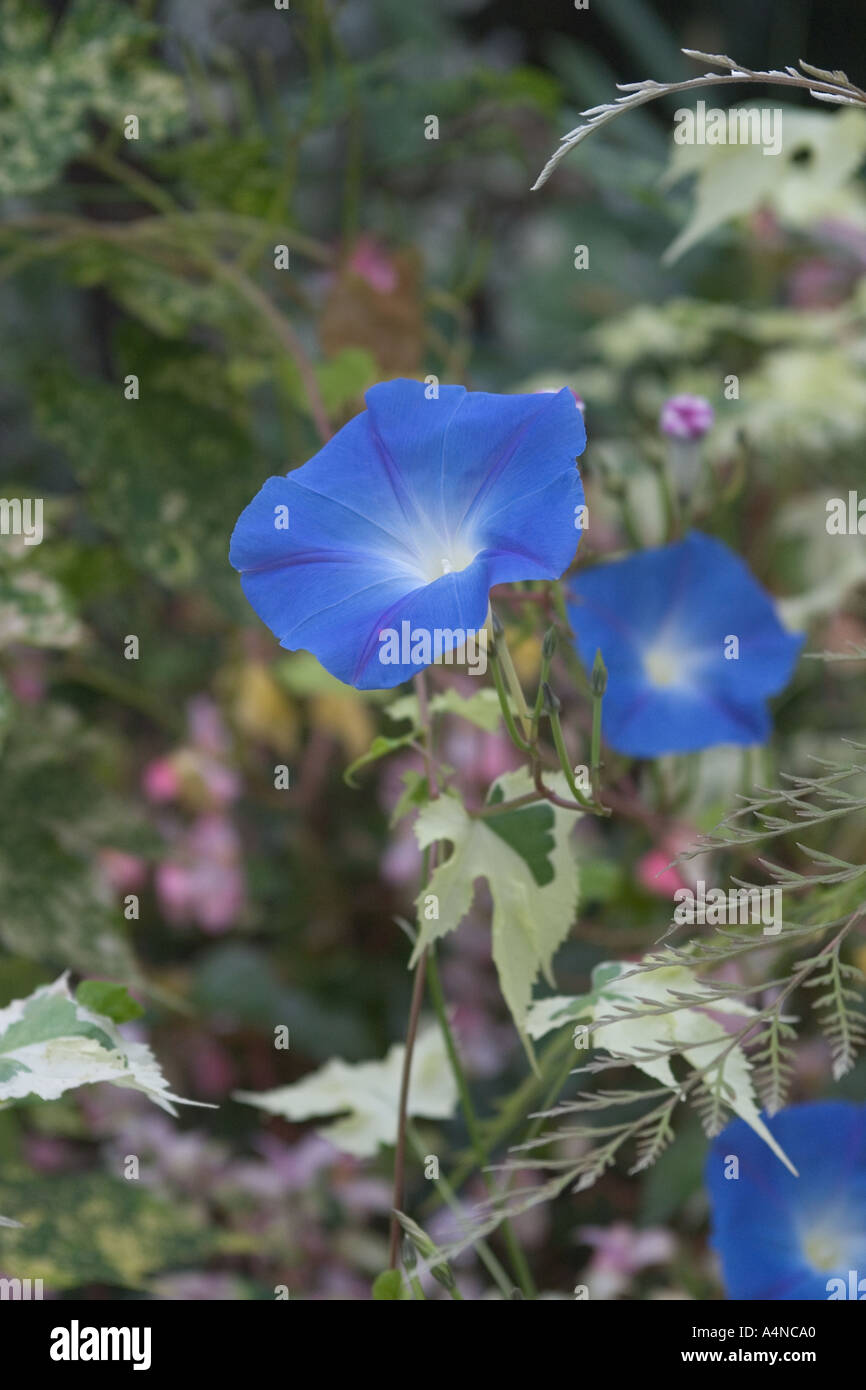 Gloire du Matin Bleu fleurs Banque D'Images