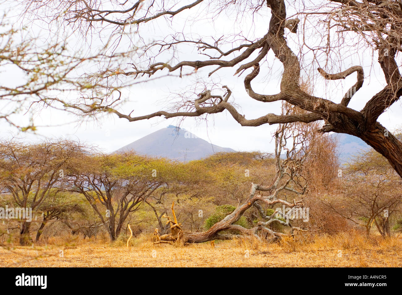 La plupart des régions sauvages coloré paysages du parc national Parc national de montagnes CHYULU Kenya Afrique de l'Est de Taita Banque D'Images