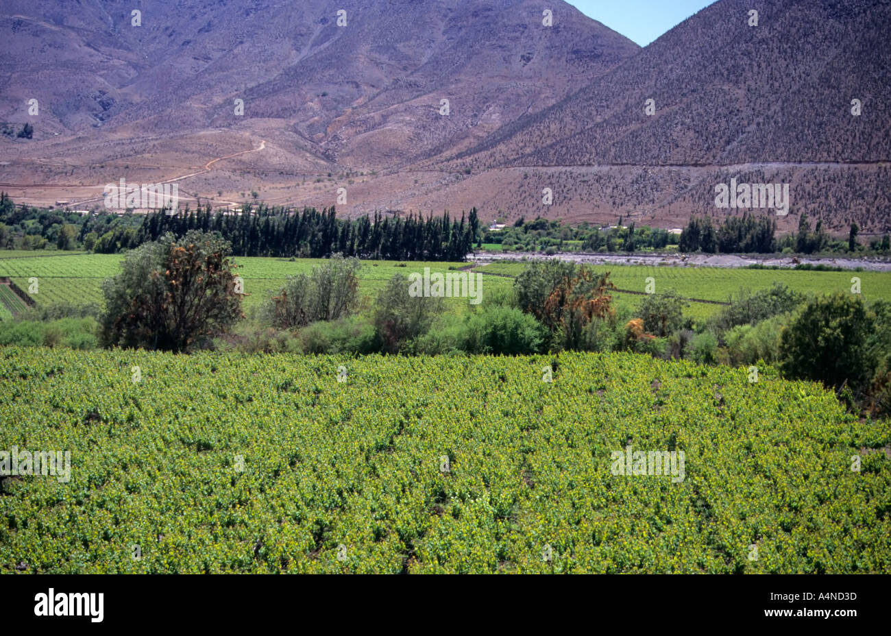 Vignobles de la vallée d'Elqui, Chili Banque D'Images