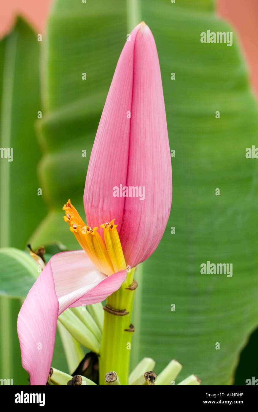 Fleur fleur de bananier feuille grean Gomba bouton floral Banque D'Images
