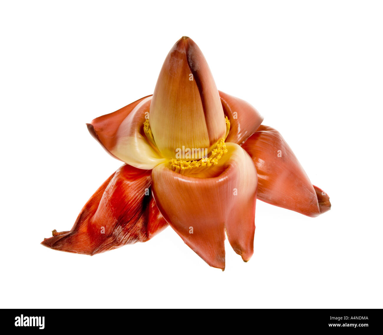MACRO fleur fleur de bananier MAKRO de singapur Singapour Gomba bouton floral Banque D'Images